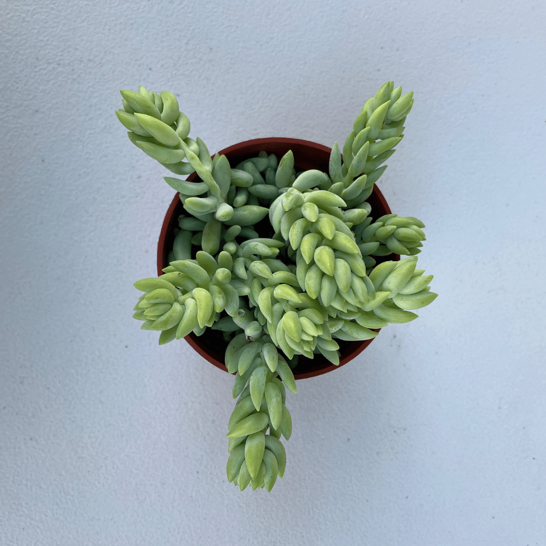 Burro's Tail