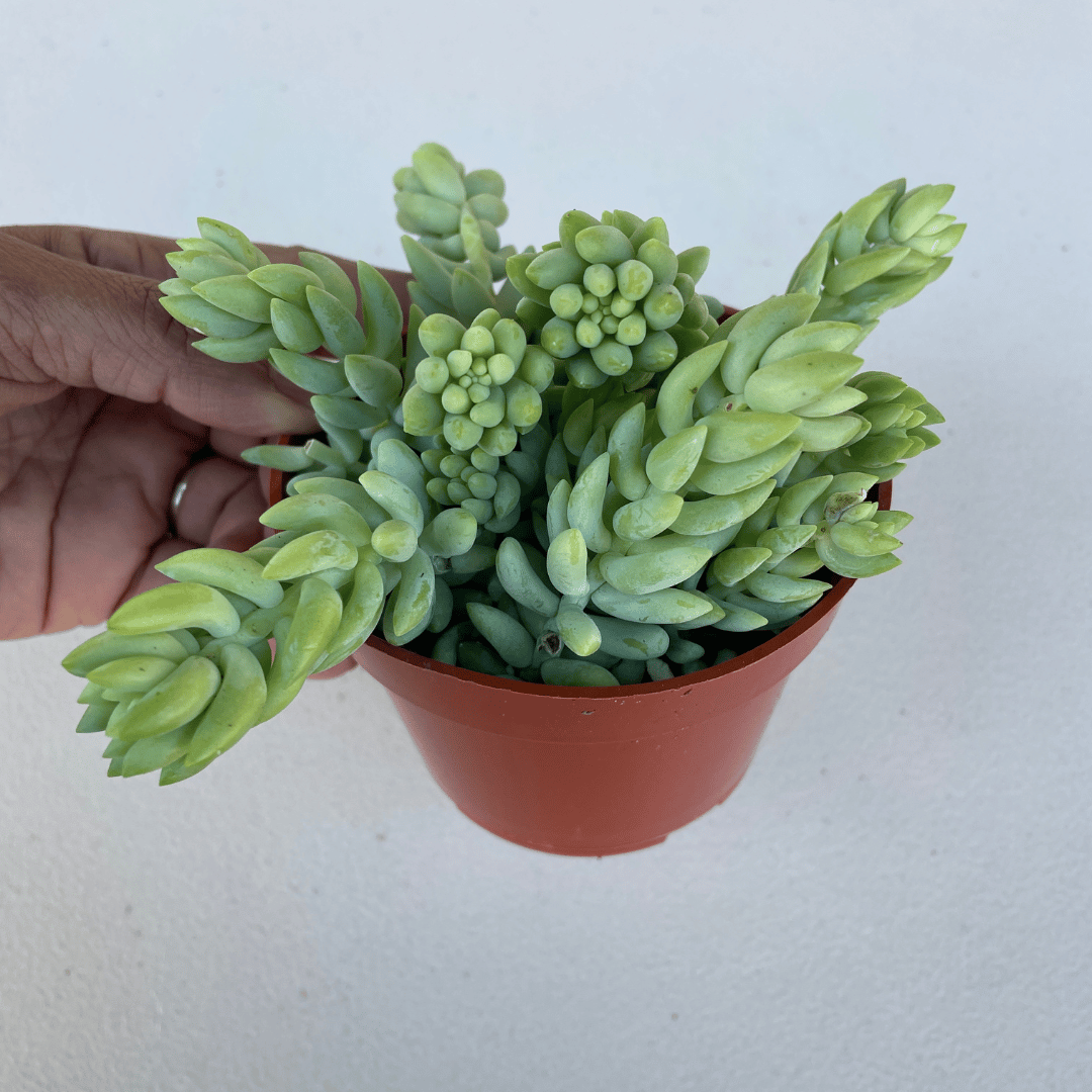 Burro's Tail