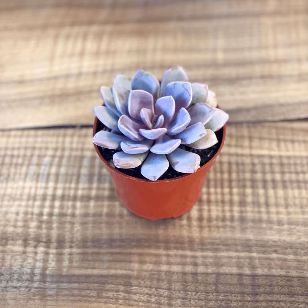 Graptoveria Debbie Succulent