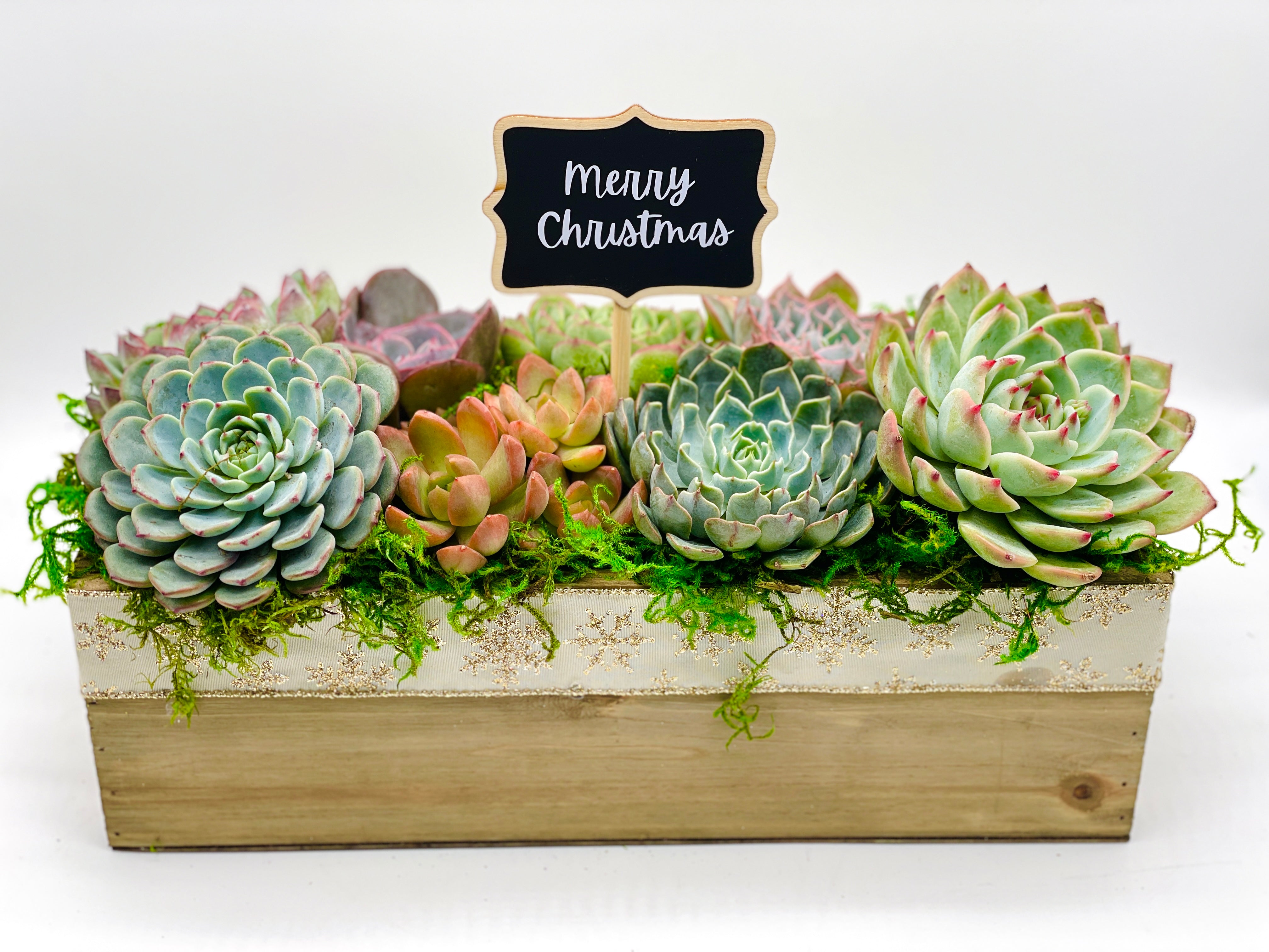 Chag Sameach Succulent 2024 Arrangement - echeveria-centerpiece-hostess-gift-jewish-holiday