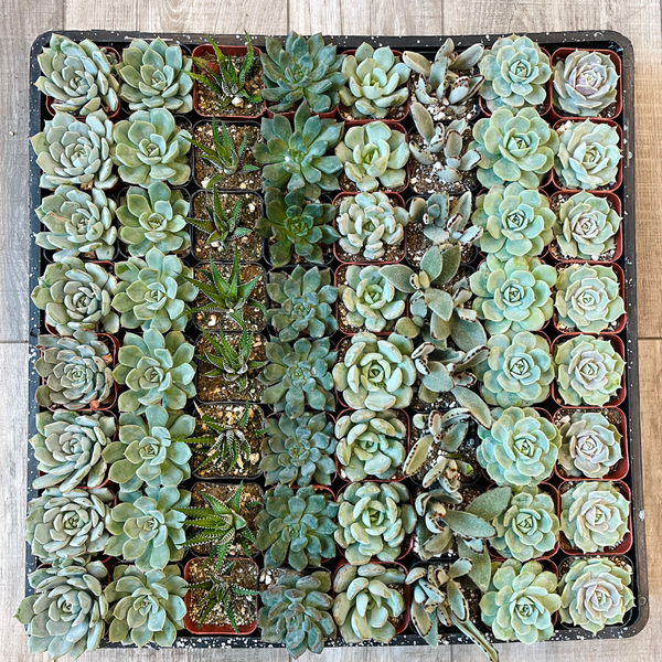 Bulk Farewell Gifts for Coworkers: DIY Desk Succulents — Calm & Chic